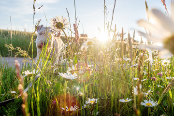 Die  Margeriten und die unterschiedlichen Gräser einer Blumenwiese heben sich von einem blauen...