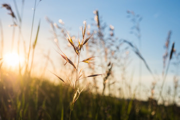 Fototapeta premium Gräser leuchten rotgolden im sommerlichen Abendlicht und heben sich vom blauen Himmel ab.
