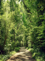Bavaria, Germany - path among woods at Isarauen national park, the green spot of dense trees along...
