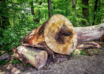 Bavaria, Germany - some impressive cut trees at Isarauen national park, , the green woodland along...