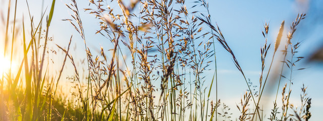 Gräser leuchten rotgolden im sommerlichen Abendlicht und heben sich vom blauen Himmel ab.