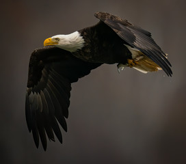 Close up side view of a Bald Eagle flying in dark background above the Susquehanna River in Maryland