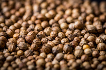 Close up of coriander seeds, suitable as background image. Spicery background. Seeds of coriander can sprout for microgreen