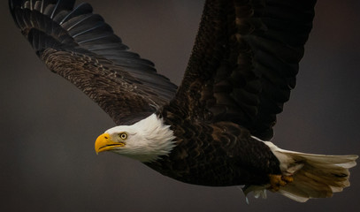 Close up side view of a Bald Eagle flying in dark background above the Susquehanna River in Maryland