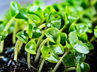 Close-up of basil microgreens. Growing basil sprouts close up view. Germination of seeds at home. Vegan and healthy eating concept. Sprouted seeds, micro greens.