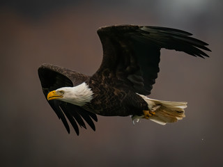 Close up side view of a Bald Eagle flying in dark background above the Susquehanna River in Maryland