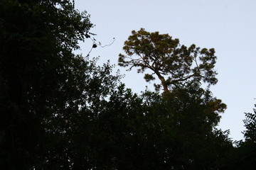 trees and sky