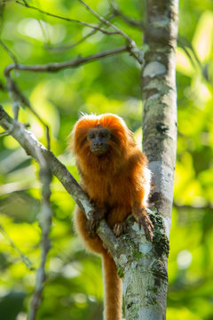 Mico- Le&atilde;o-Dourado em seu habitat natural. Esp&eacute;cie em risco de extin&ccedil;&atilde;o. Esp&eacute;cie End&ecirc;mica do Brasil. 