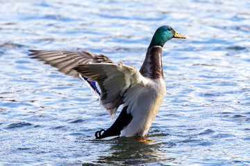 Mallard flaps