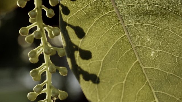 hoja en contra luz, en una tarde de primavera en barcelona