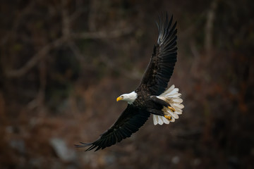 Obraz premium Full body side view of a Bald Eagle flying and spreading wings wide above the Susquehanna River in Maryland