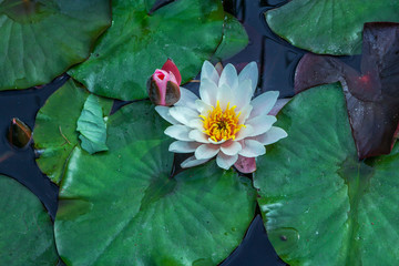 View of the pond with beautiful white lotus flowers and green leaves on water surface.