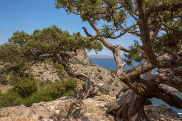Fototapeta na wymiar The powerful, twisted by winds and time junipers are in the mountains against the background of the sea.