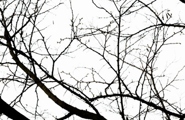 Tree branch silhouette with white background.