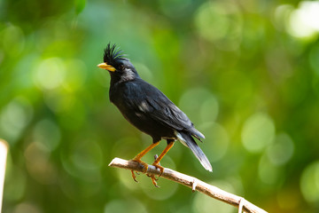 White - vented Myna