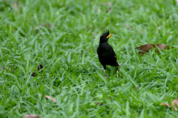 White - vented Myna