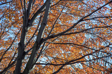 autumn trees in the park