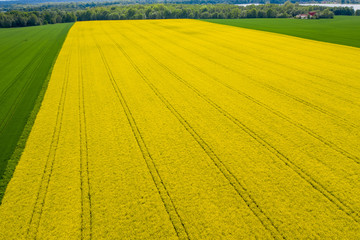 aerial view of fields of rape near Avallon in the department of ostrava in czech