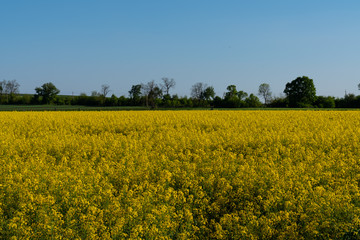 Obraz premium A field filled with rape flowers with a blue sky on the background