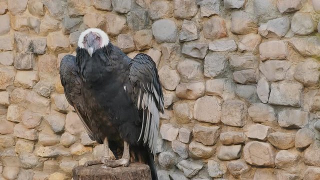 Andean Condor wings spread sitting on a stump.
