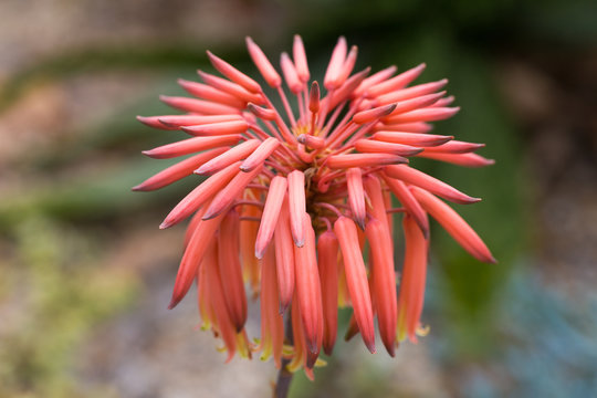Close up of a Aloe Maculata flowerhead. Red colored thin, long petals.
