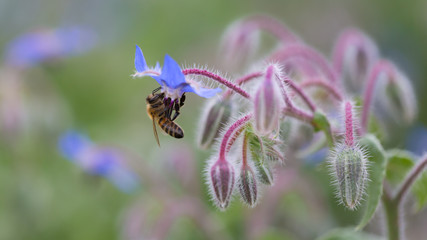 Bee sitting on the flowerhead of a starflower (borage). Blue petals and purple stem.