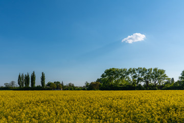Fototapeta na wymiar Blooming rapeseed field of Ukraine against the blue sky with cloud