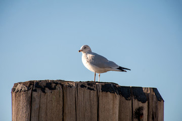 seagull perched on a fence