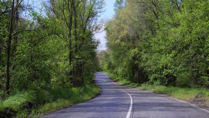 Fototapeta na wymiar Asphalt road through lush green vegetation.
