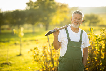 Senior gardener gardening in his permaculture garden - holding a spade