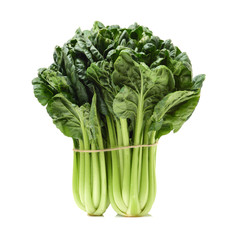 Fresh harvested Tah Tsai lettuce isolated on white. Tah Tsai or (Tatsoi) a commly used green leaf vegetable in Chinese and oriental dishes.