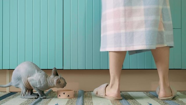 Cute lilac sphinx Daenerys is eating with pleasure her noon cat food.