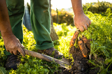 Senior gardener gardening in his permaculture garden - harvesting carrots