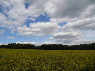 Obraz premium Field and sky