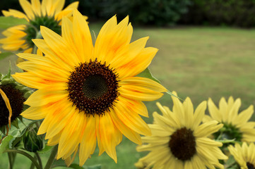Obraz premium yellow sunflower in your atumn garden