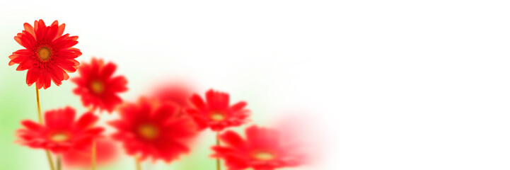 Red gerbera flowers on white panoramic background
