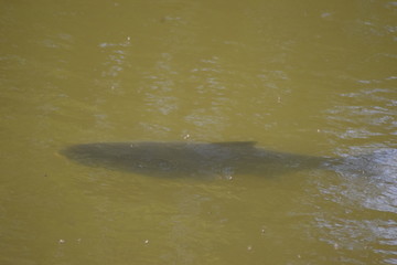 großer Fisch im Wasser