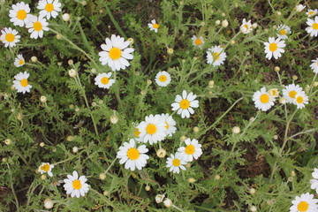 Field of daisies. Top view of little chamomile flowers. Natural floral background. 