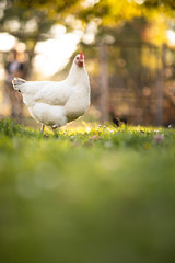 Hen in a farmyard (Gallus gallus domesticus)