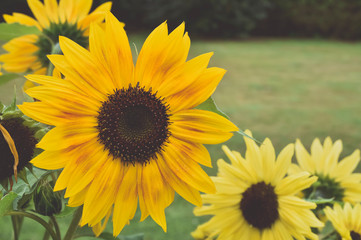 Fototapeta premium yellow sunflower in your atumn garden