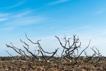 Juniper skeleton in a barren landscape