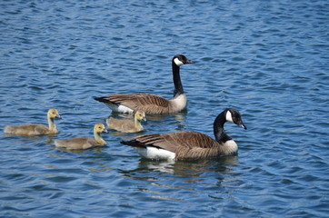 canada goose swimming in lake