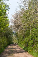 Fototapeta na wymiar Country road through a lush greenery
