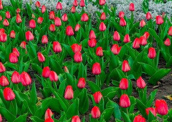 tulip flower bed nature colorful scenic view background of red and green garden floral color