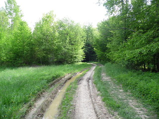 Fototapeta premium Path in the woods