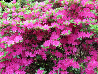 pink flowers background