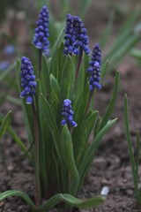 Big beautiful blue hyacinth flower. Early spring,