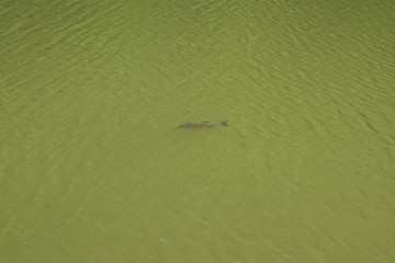 großer Fisch im Wasser