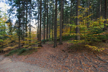 Jesienny las mieszany, kolorowe drzewa liściaste rosnące obok wysokich drzew iglastych  - obrazy, fototapety, plakaty