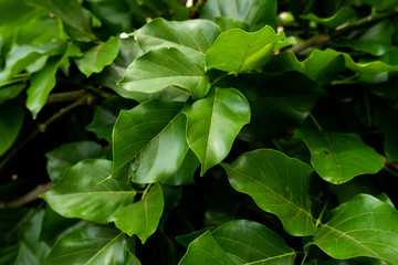 full frame of Indian Millettia pinnata fresh leaves
